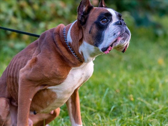 Trois chiens jugés dangereux à Roberval