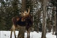 Une année record pour la récolte d’orignaux dans la région  