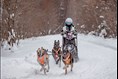 Course de chiens de traîneau à Saint-Méthode 