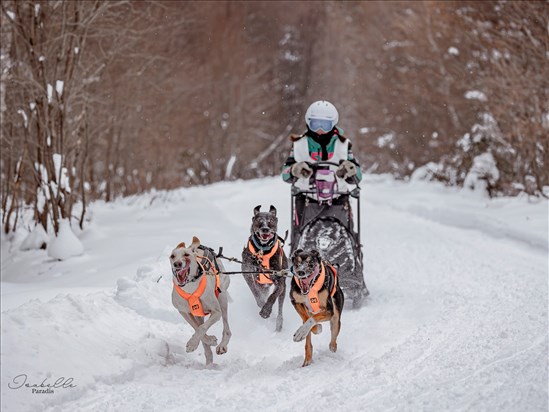 Course de chiens de traîneau à Saint-Méthode 