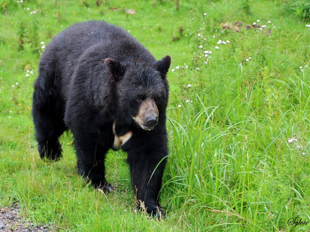 Prudence : un ours noir aperçu à Mashteuiatsh