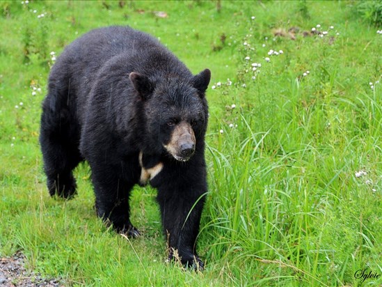 Prudence : un ours noir aperçu à Mashteuiatsh